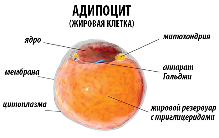 Строение жировой клетки (адипоцита)
