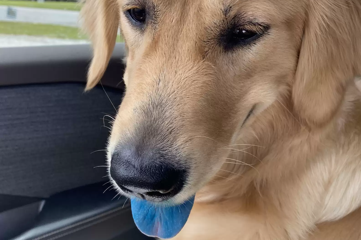     Женщина отошла в магазин, а когда вернулась, язык ее собаки стал синим