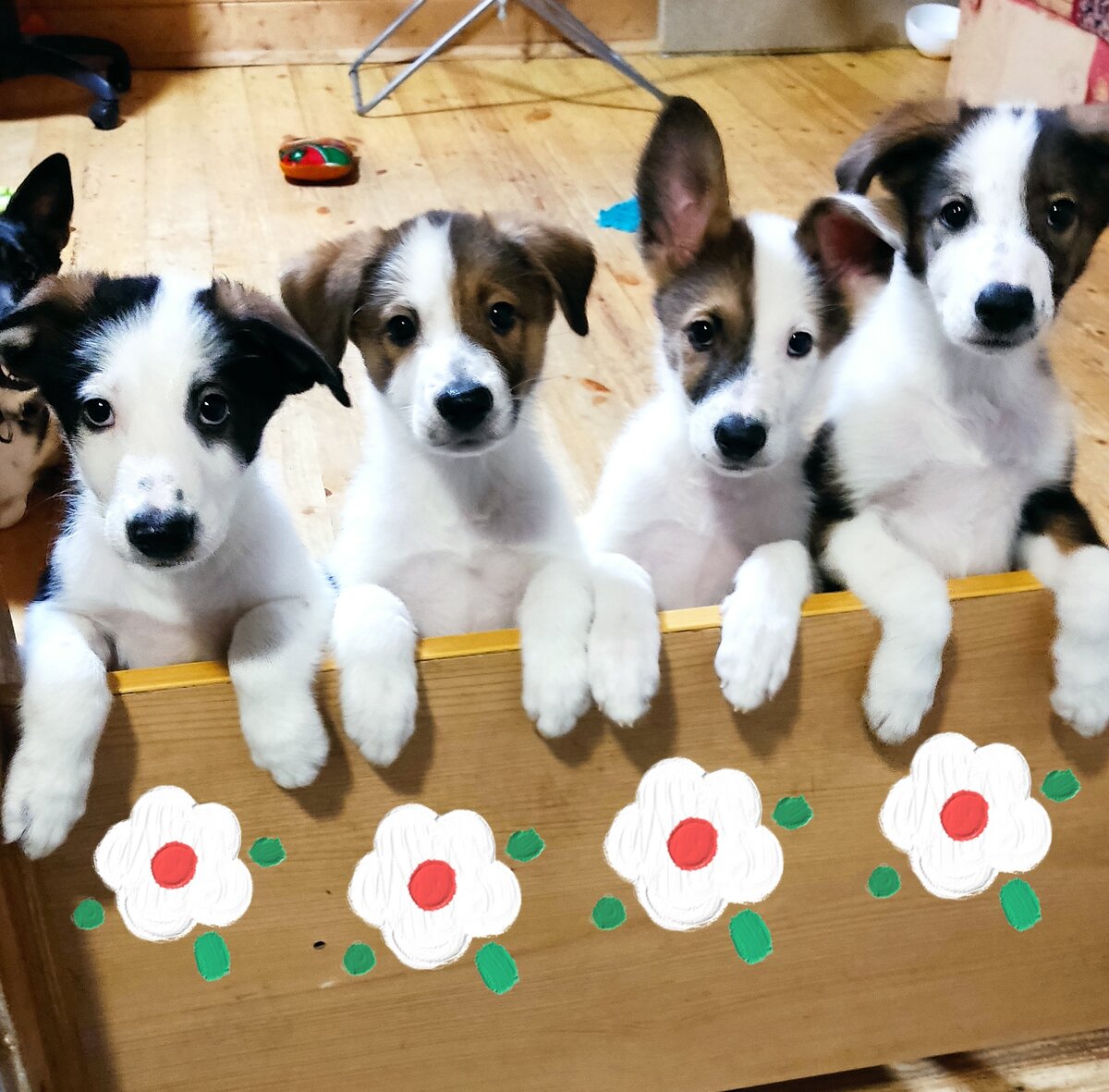 Слева направо: Лорд, Альма, Майло, Тося. 