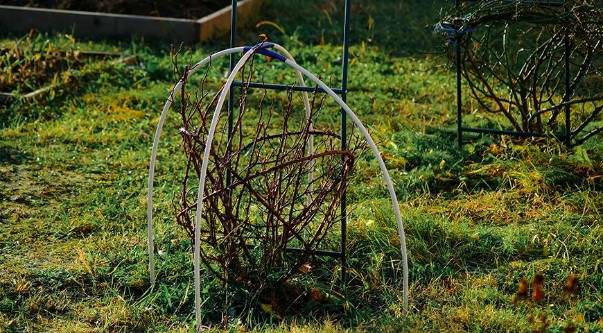 Подготовка к укрытию розы.