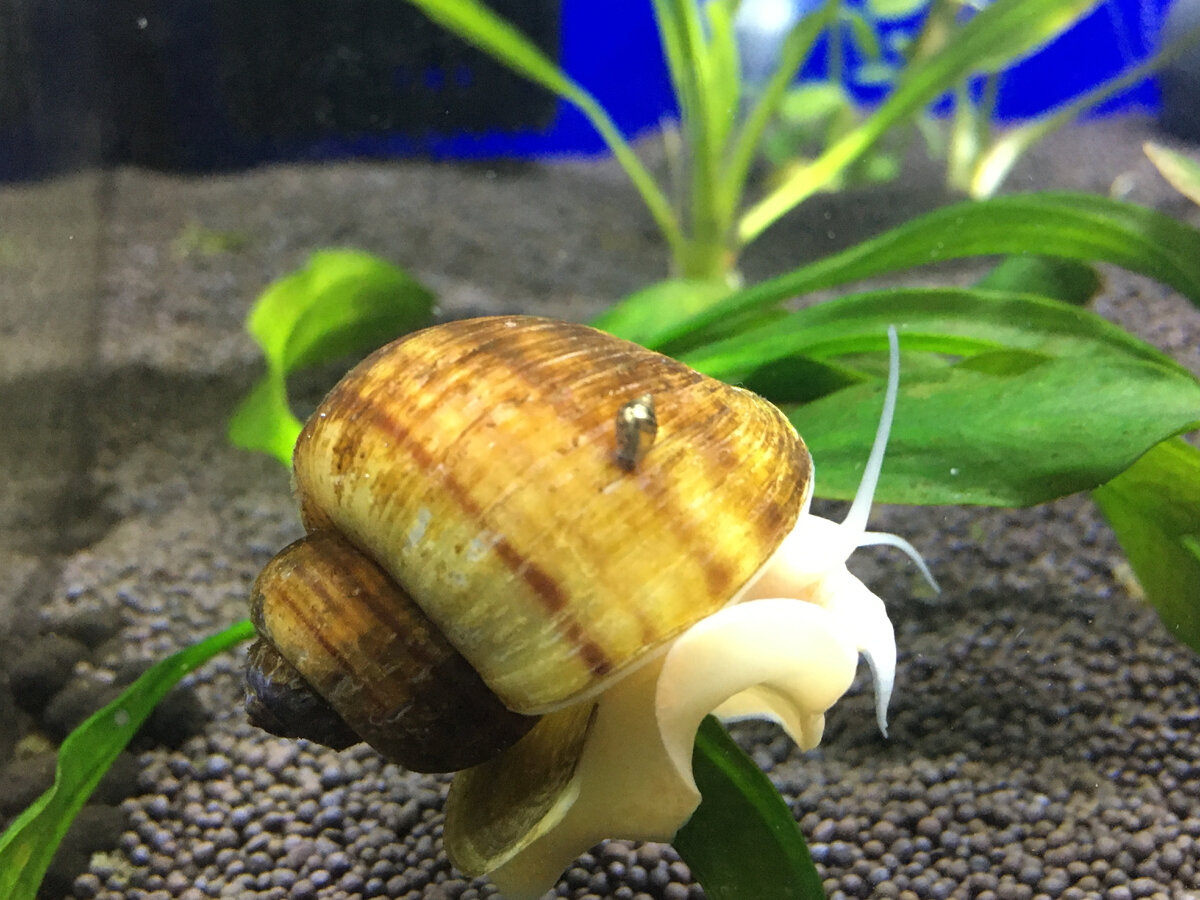 Улитка ползёт по ползущей улитке