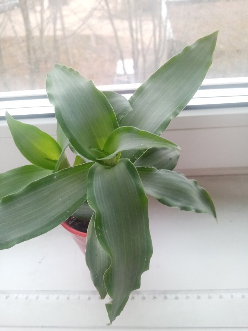 Мурдания - тоже традесканция, точнее ее близкая родственница