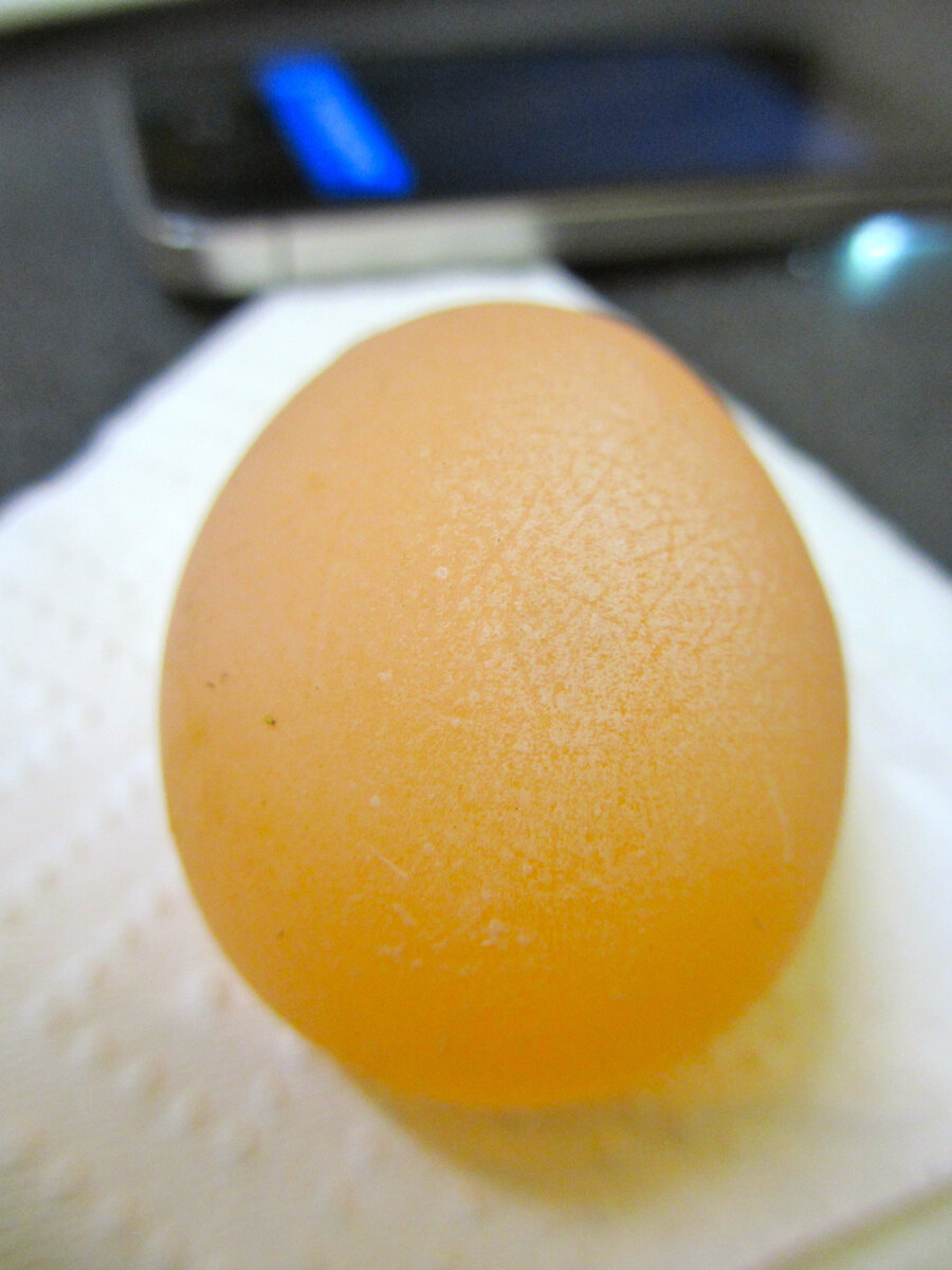 Причины тонкой скорлупы куриного яйца и способы предотвращения