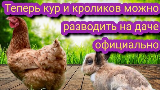 Дачники официально могут разводить кур и кроликов, если соблюдать несколько условий