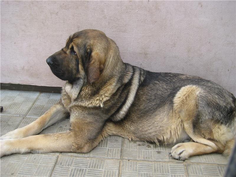 Щенок Испанского мастифа. Фото взято из открытых источников.