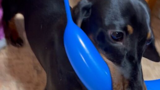 Такса блоггер симба. Такса блоггер симба. Такса блоггер симба. Такса блоггер симба. Такса блоггер симба.