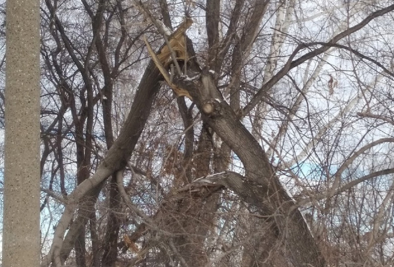     Опасное дерево никто не тронул. Фото: vk.com/club165311031