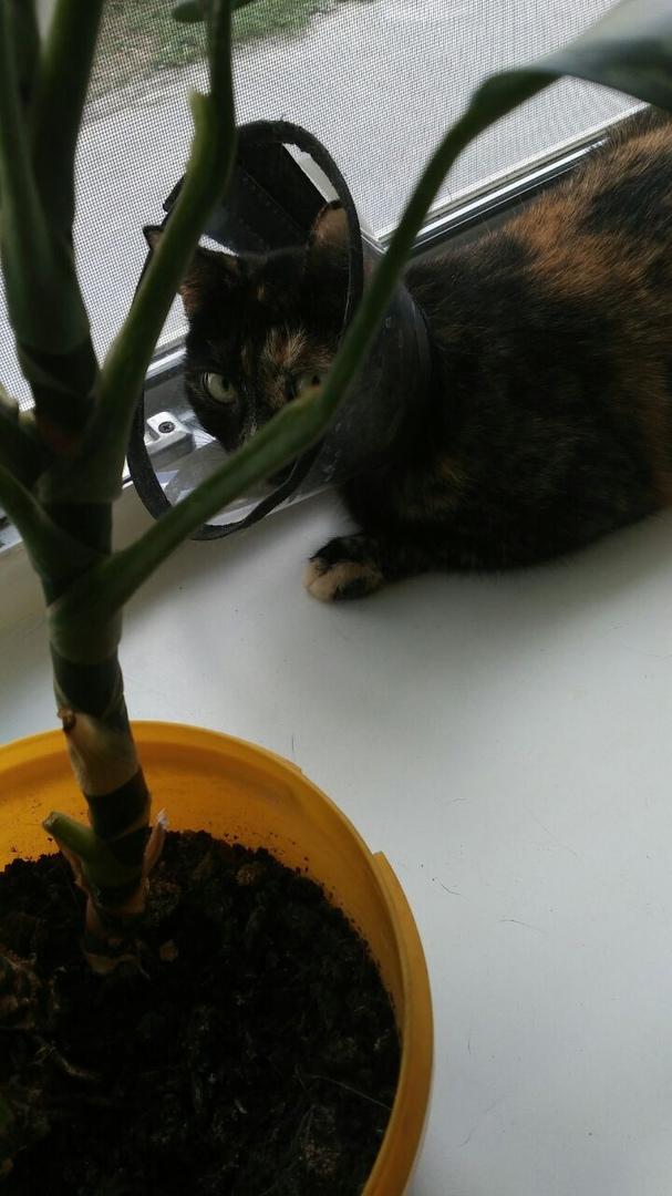 Во время лечения