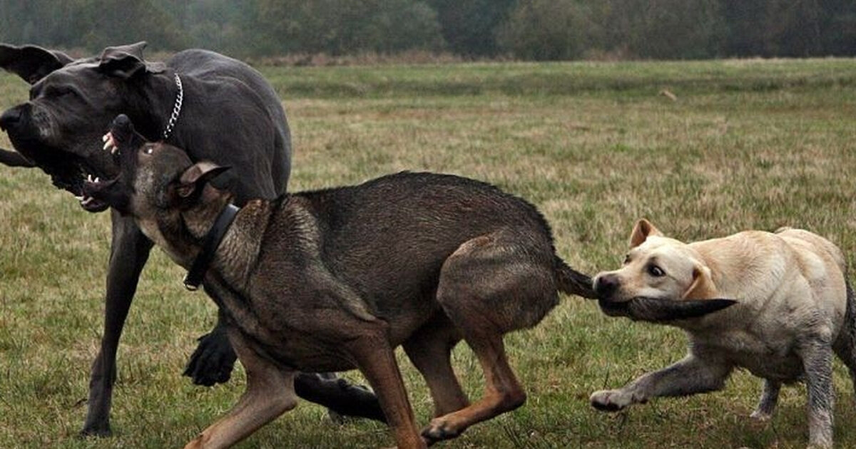 Собаки против людей. Агрессия животных.