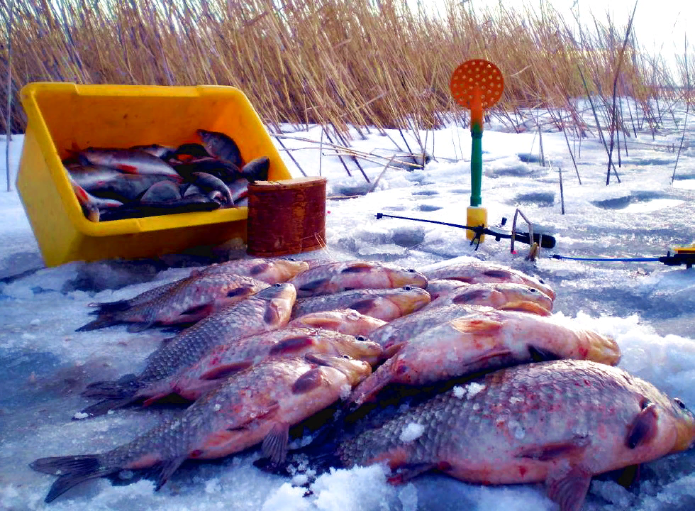 Где зимой карась. Рыбы зимой. Ловля карася зимой. Зимняя рыбалка рыба. Рыбалка в марте.