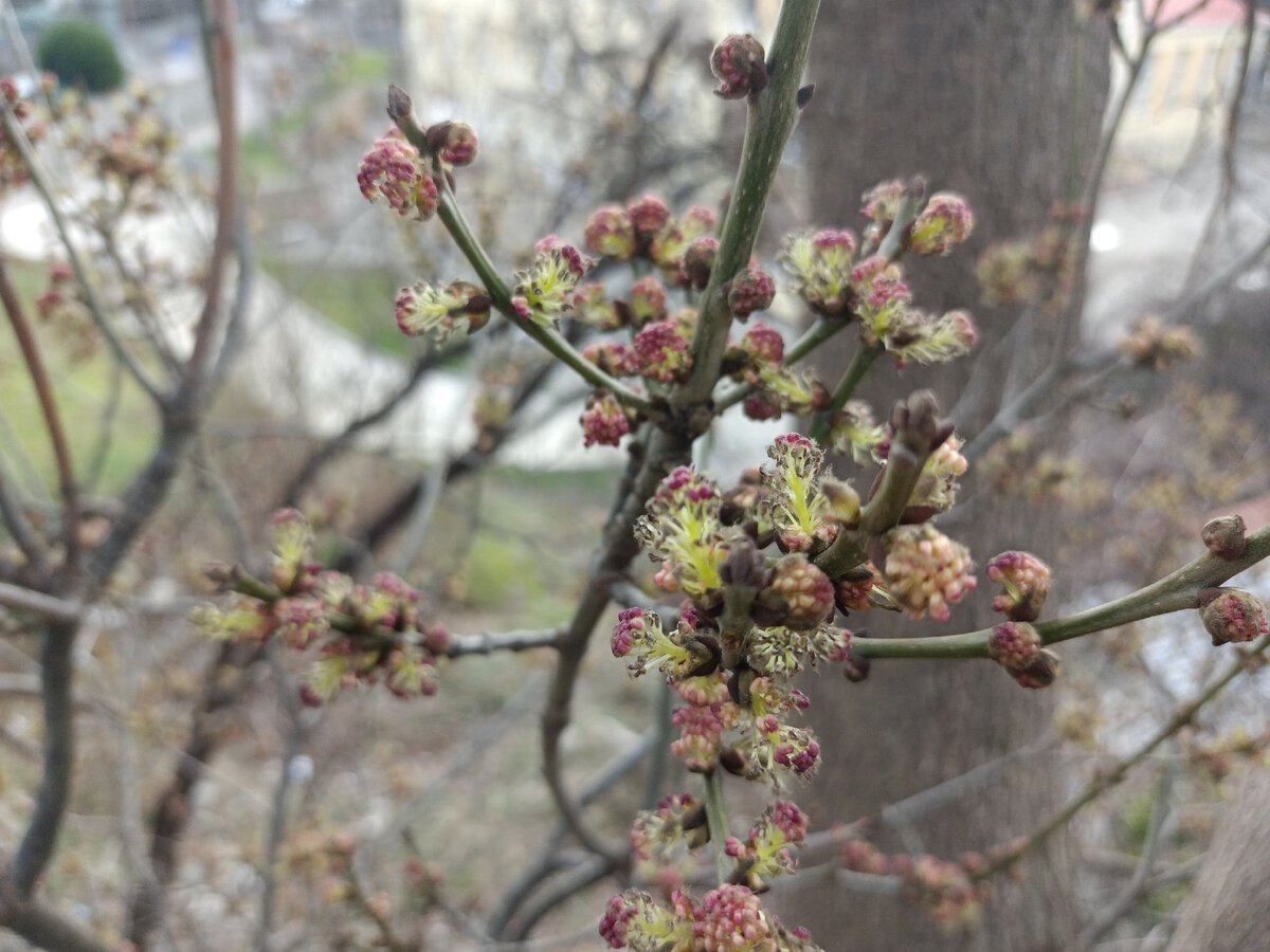 Ясень распускается