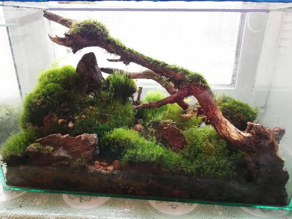 Микромиры в банке, или как вырастить мох в домашних условиях | флорариум
