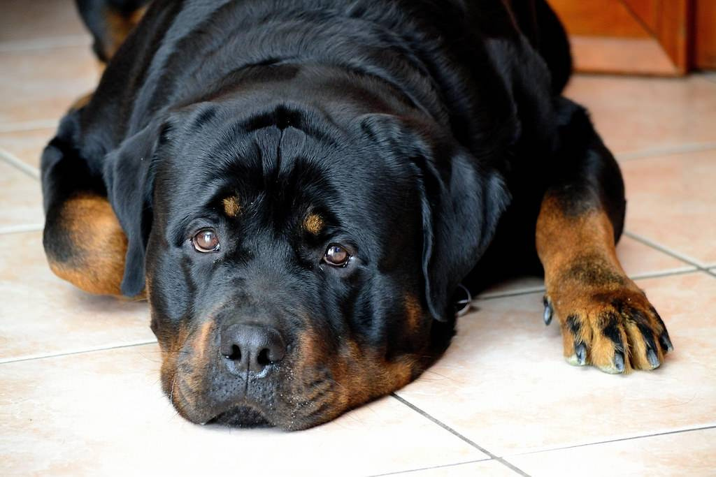 Ротвейлер отдыхает