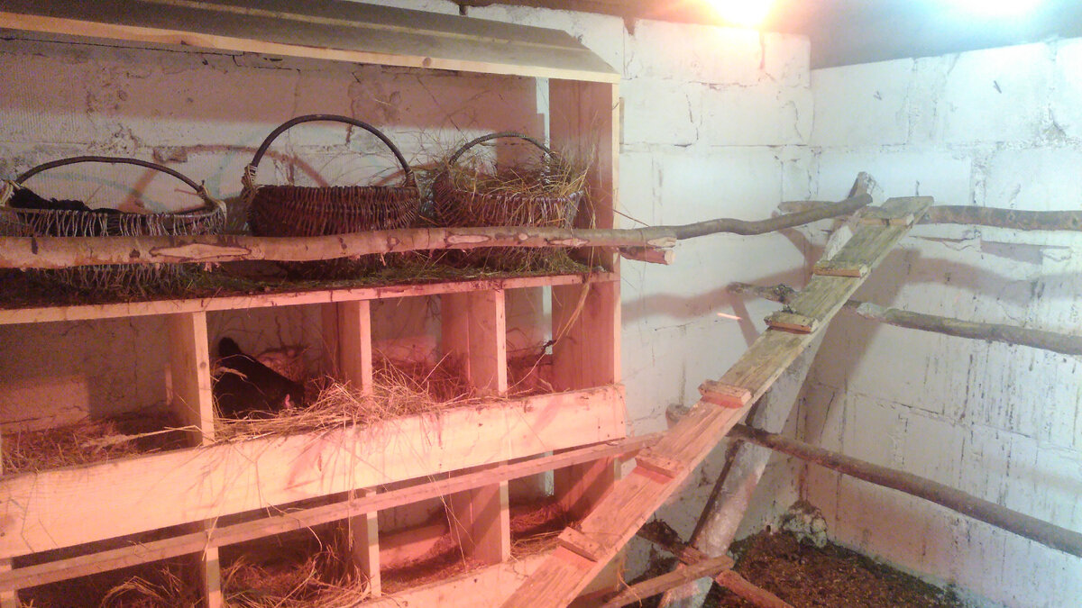Курятник сделан своими руками.