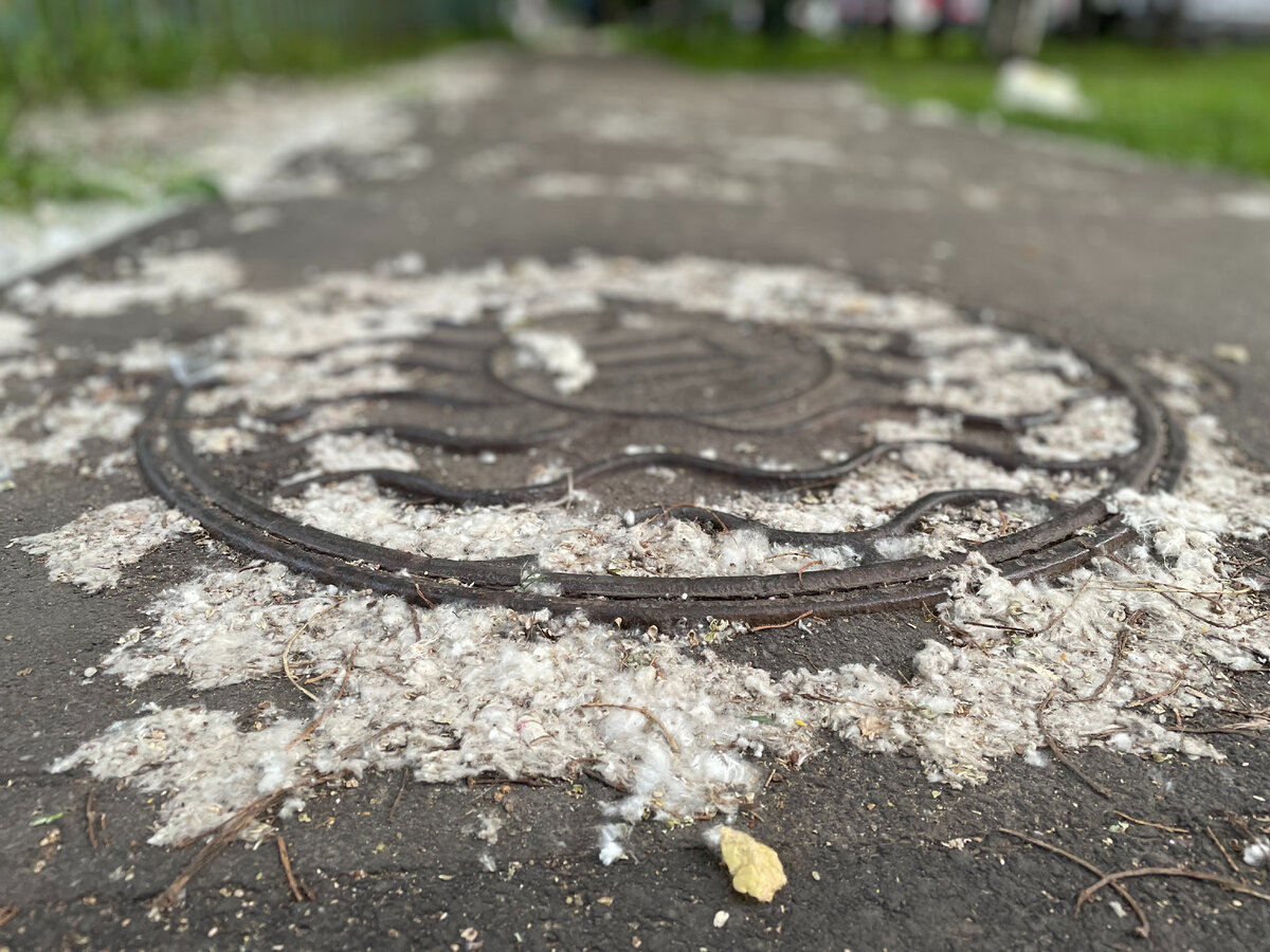 Это Москва, наши дни. Фото сделал несколько дней назад. Фото автора
