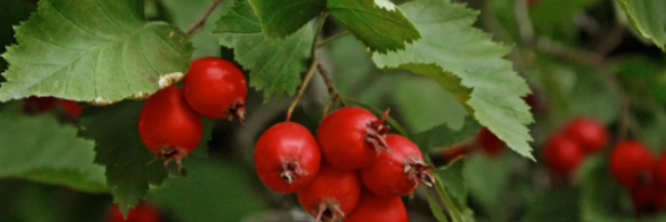 Так выглядят ягоды боярышника