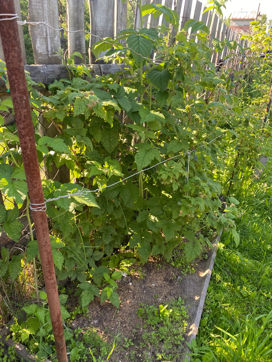 Кусты малины