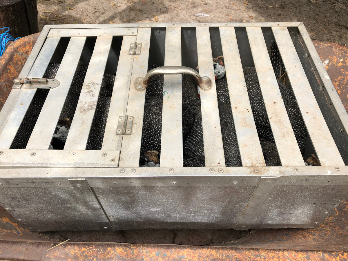 Второй ящик с цесарками