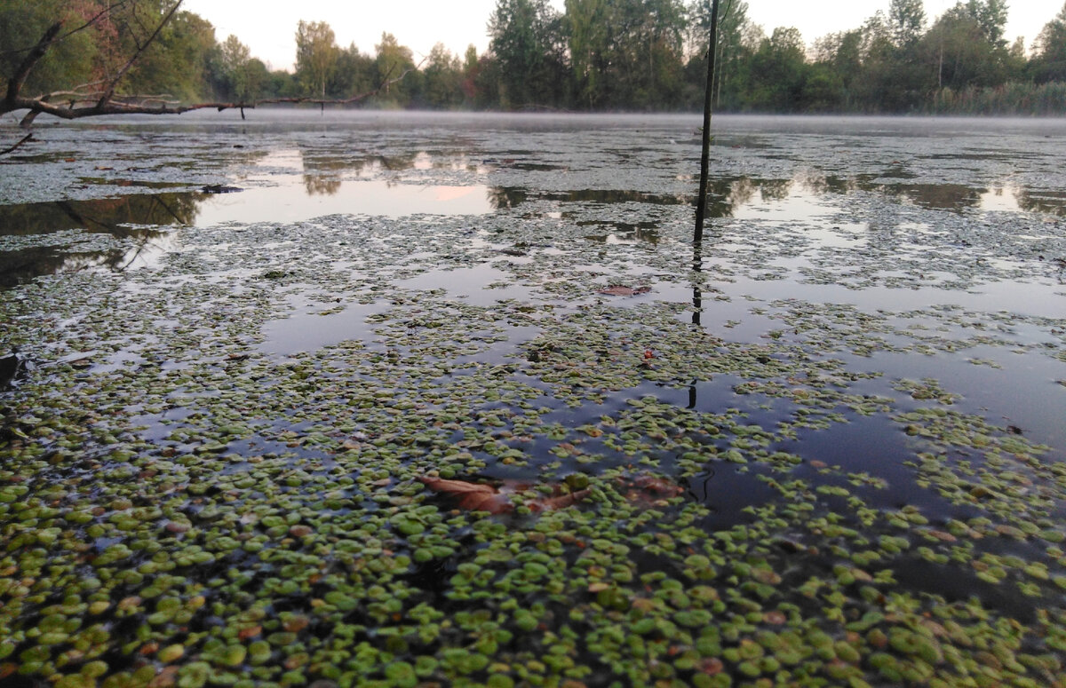 Ветром нагнало ряски - нужно кидать очень точно в окошки