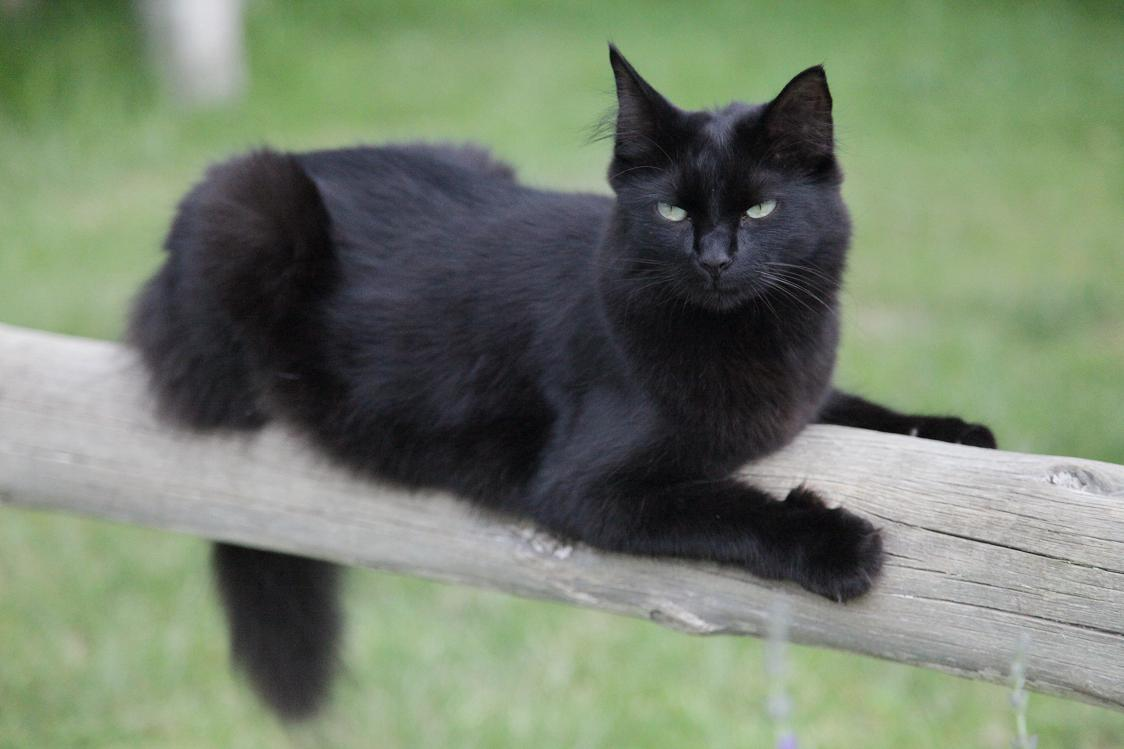 Японская черная порода. Рагамаффин черный. Рагамаффин кошка черная. Рагамаффин порода кошек черный. Мэнкс черный кот.