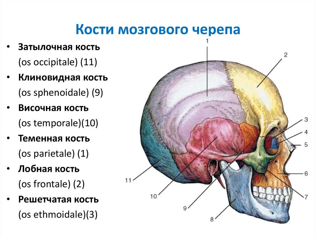 Отделы черепа человека. К Мозговому отделу черепа относятся кости. Строение костей мозгового отдела черепа. Таблица кости мозгового отдела черепа. Мозговой отдел черепа лобная кость.