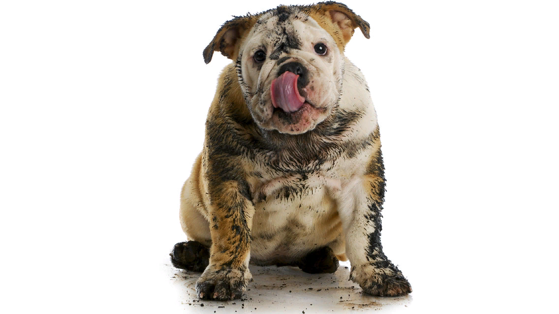 Почему собаки грязные