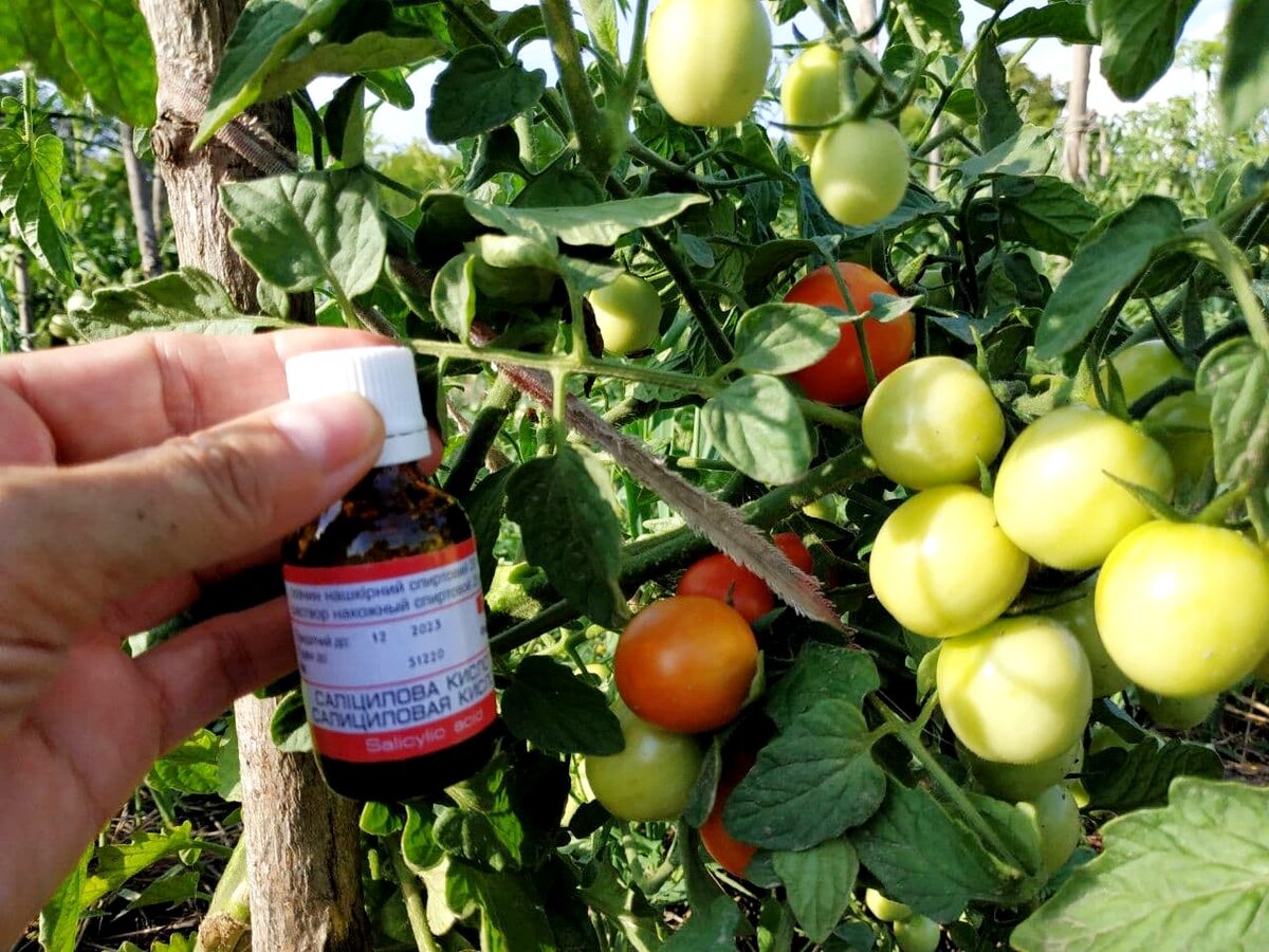 Салициловая кислота для обработки растений и увеличения урожая.