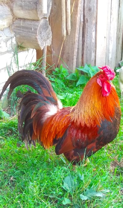 Наш красавец- хозяин двора!