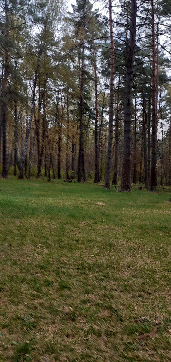 Лес в Смоленске