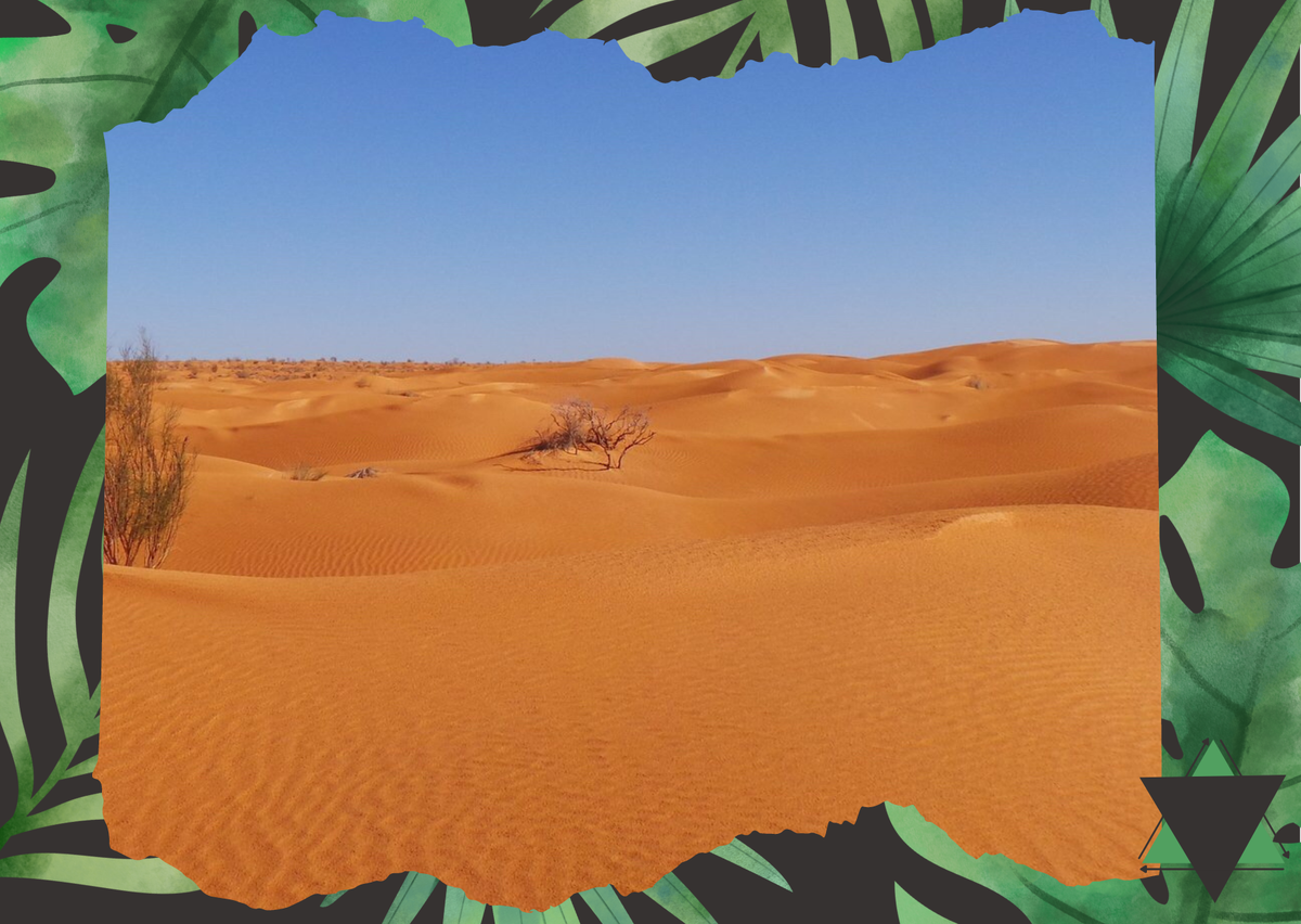 А вот так в принципе выглядит вся Сахара. 