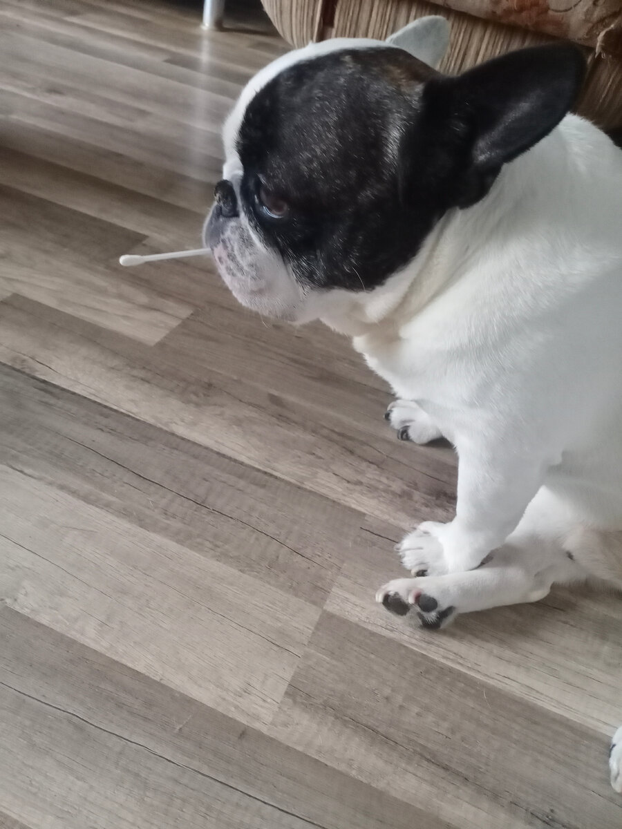 Мой собак с ватной палочкой