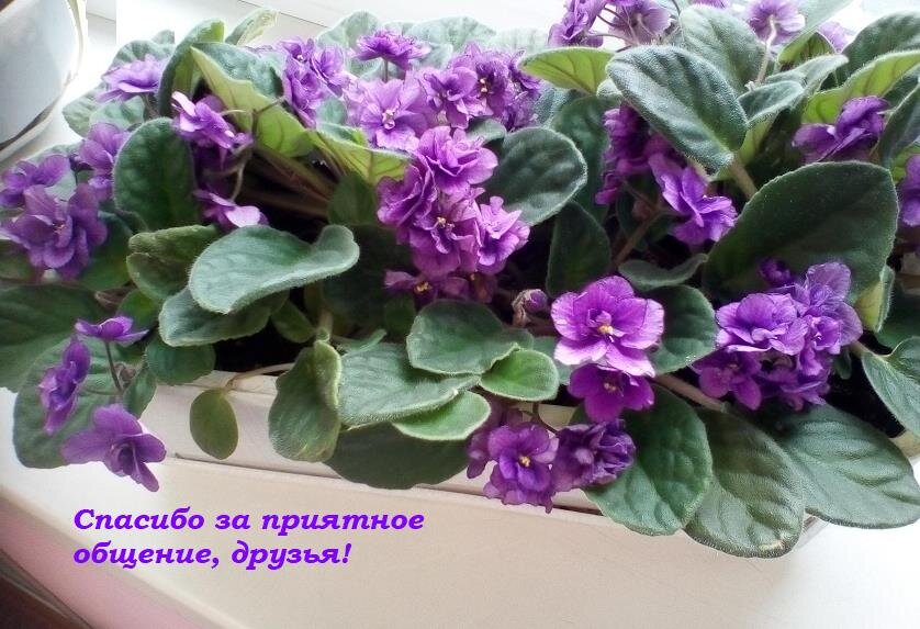 Фиалка Violaceae домашняя (сфотографировала свои, дома)