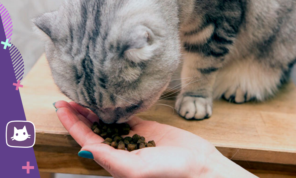Четыре лапы дзен. В Швейцарии едят кошек правда ли.
