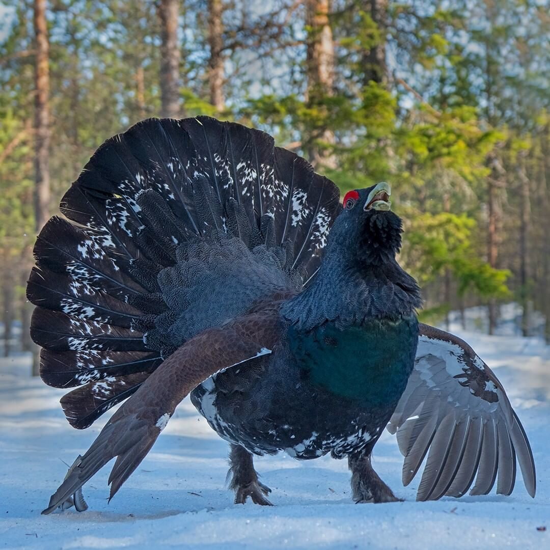 Глухарь птица фото самец