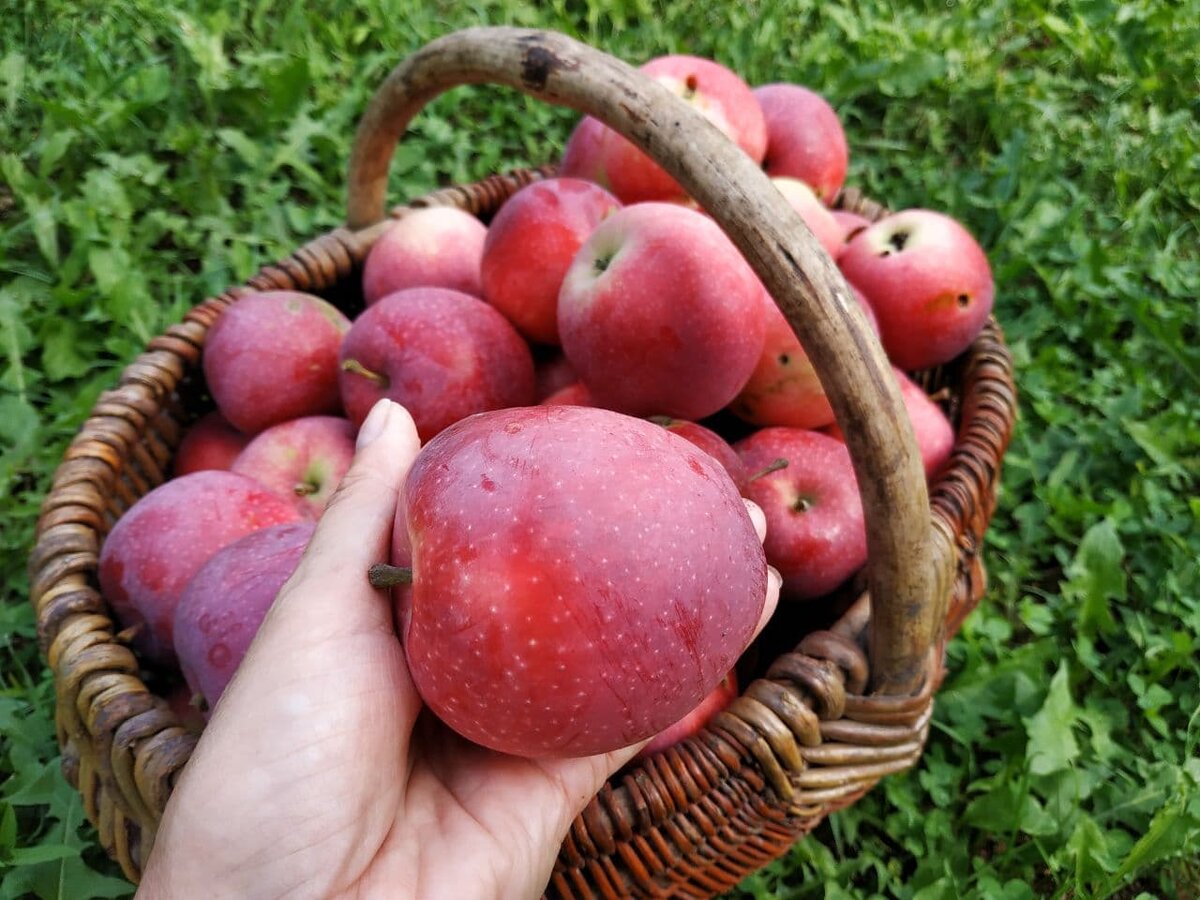Яблоки Пипинка