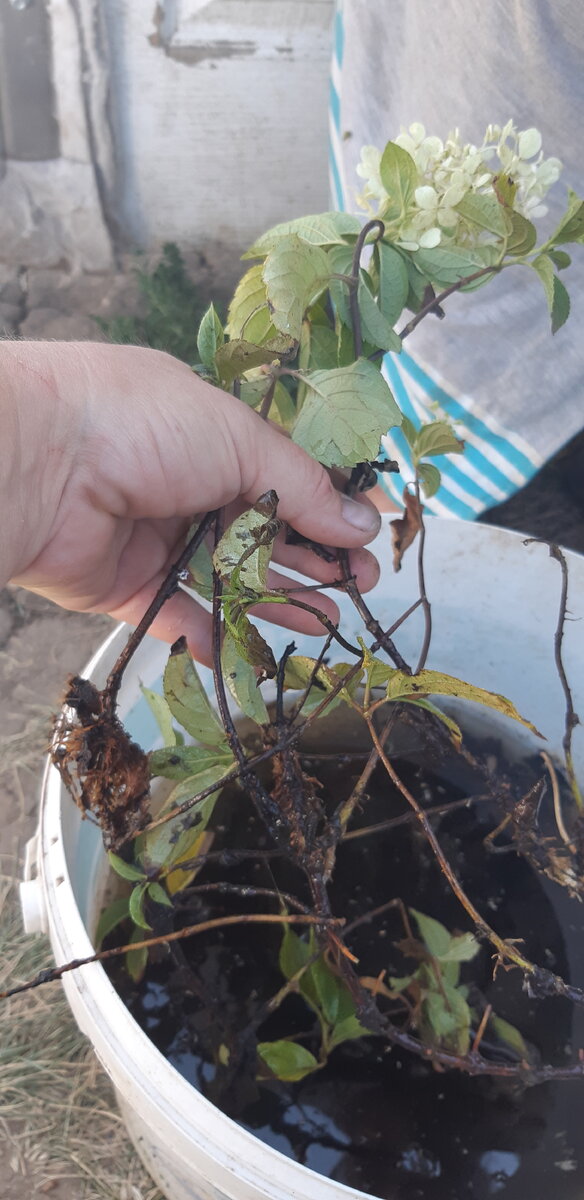 Обрезок даже слабо зацвел :)