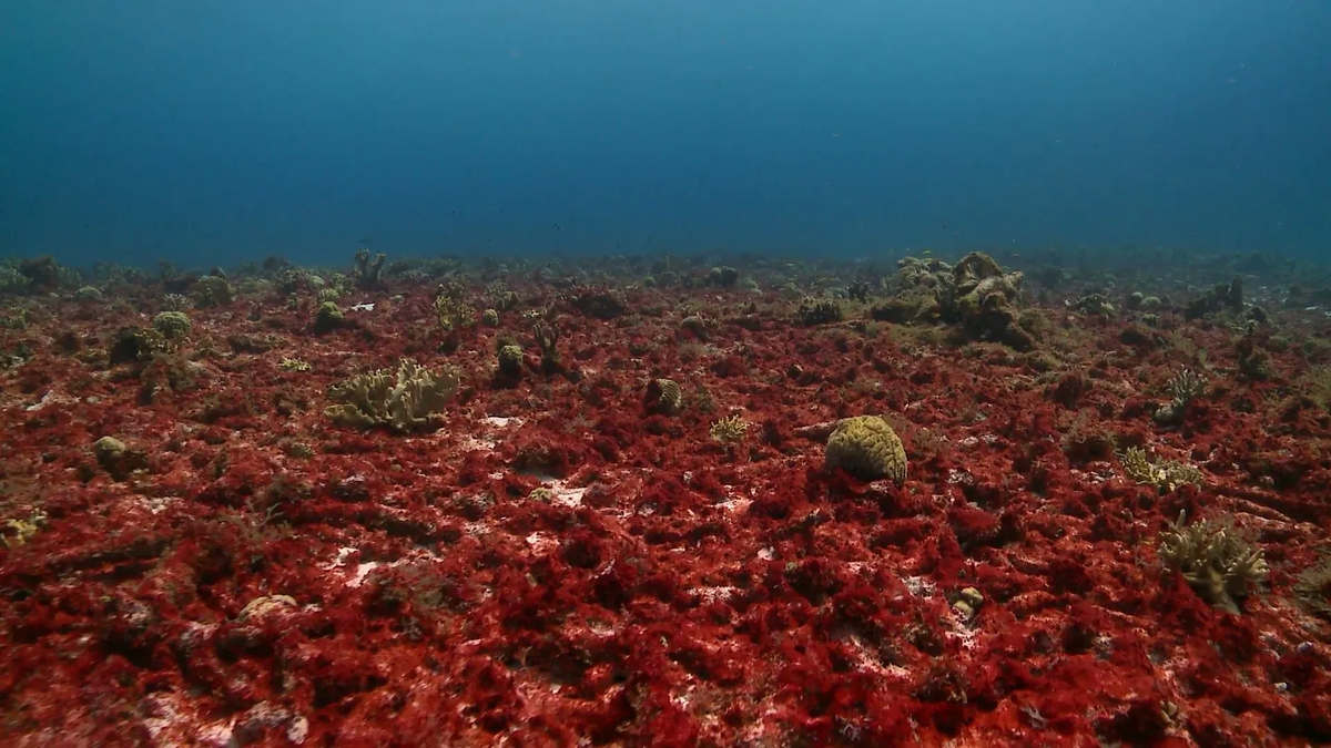 Красное море египет почему красное. Trichodesmium Erythraeum водоросли. Красное море в период цветения водорослей. Планктонные водоросли красного моря. Красное море красные водоросли.