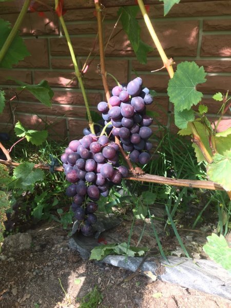 Ватра в Владимирской обл.,фото из открытых источников.