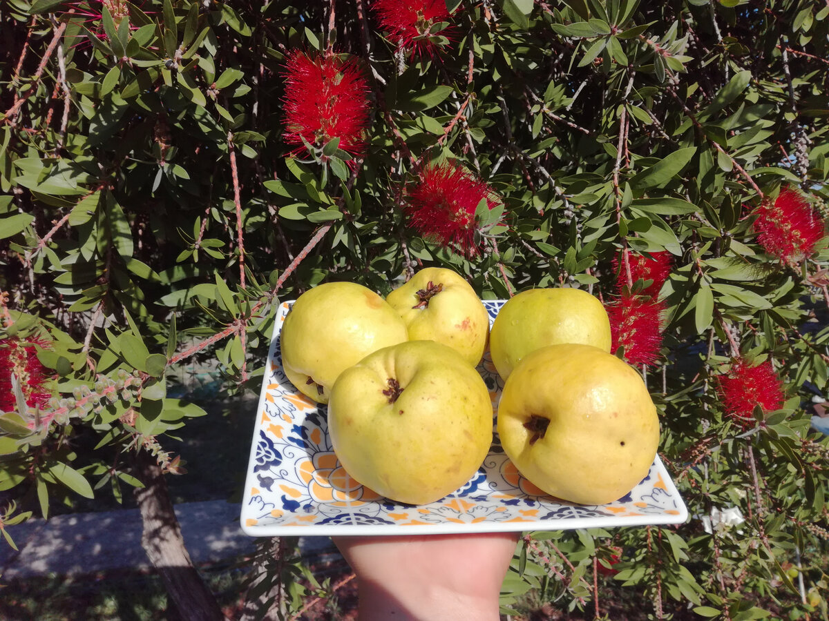 Айва созрела