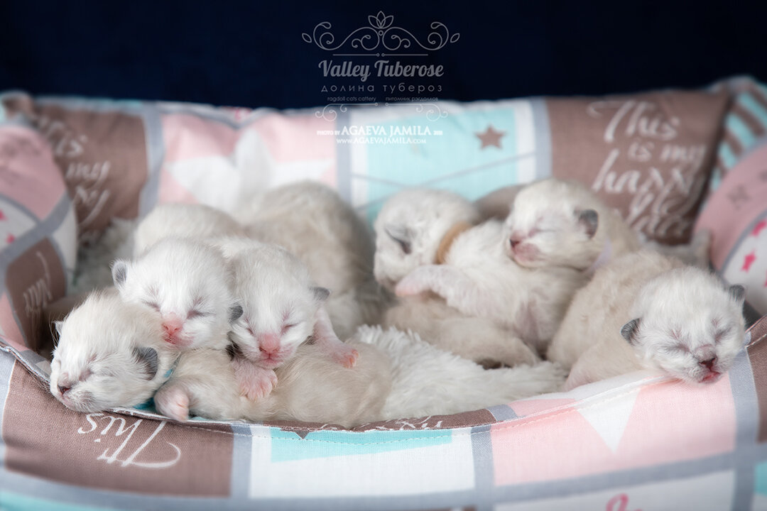Котята рэгдолл в возрасте 6 дней.Их тут восемь. хоть некоторых и не видно))