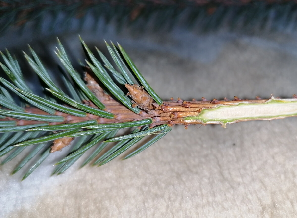 Место прививки не короче 10 сантиметров и ровно в половину диаметра стволика - до сердцевинки. Фото автора. 
