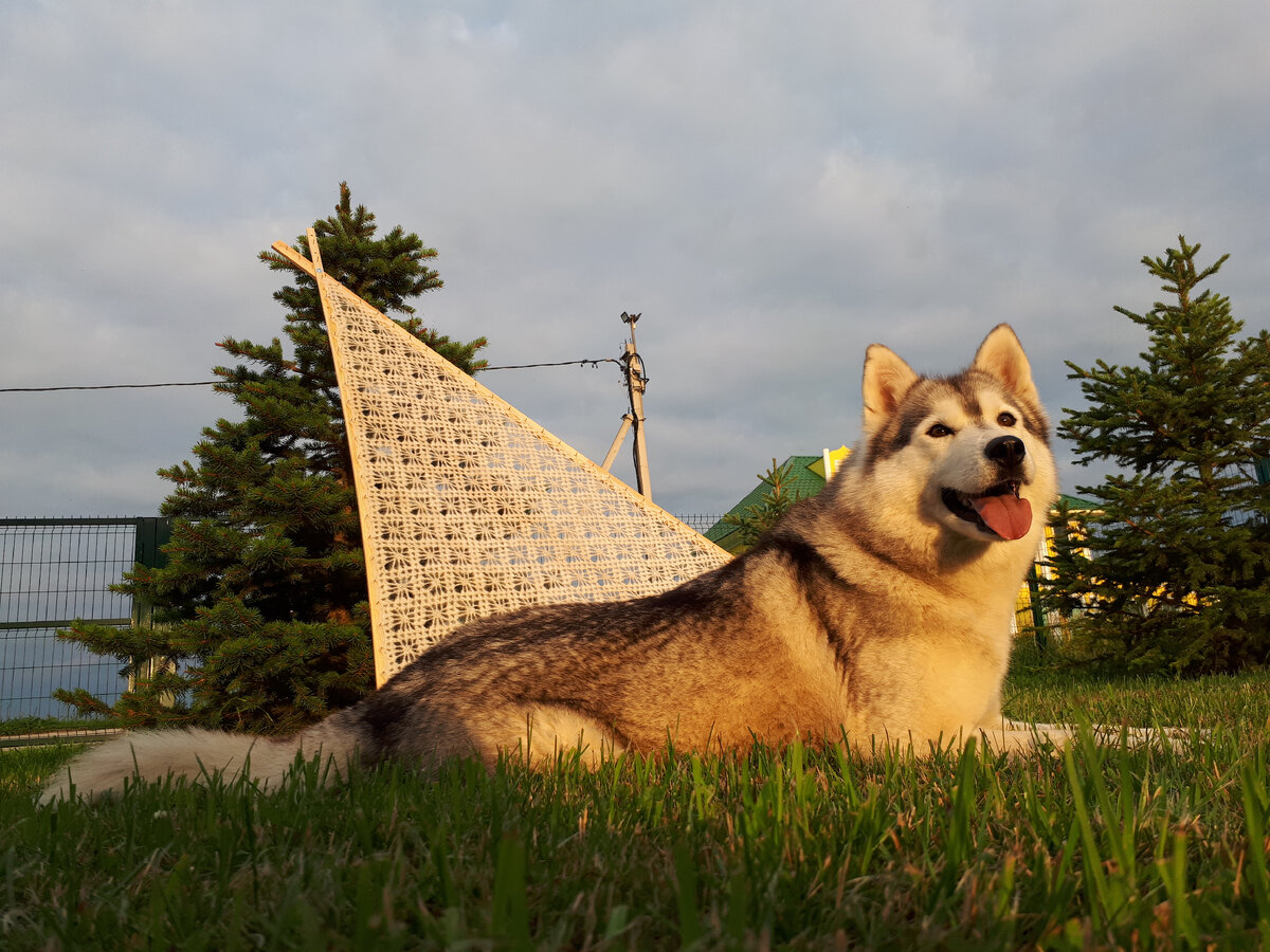 Красавица Нота и шаль из ее шерсти