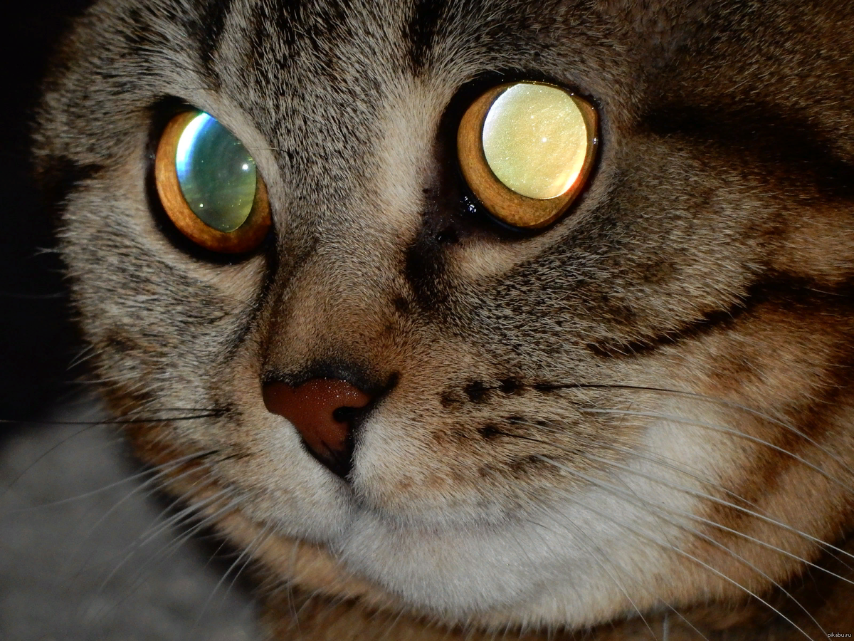 Почему у кошки красные глаза в темноте?
