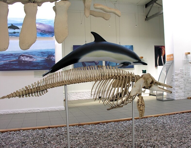 Скелет (снизу) и макет (сверху) дельфина