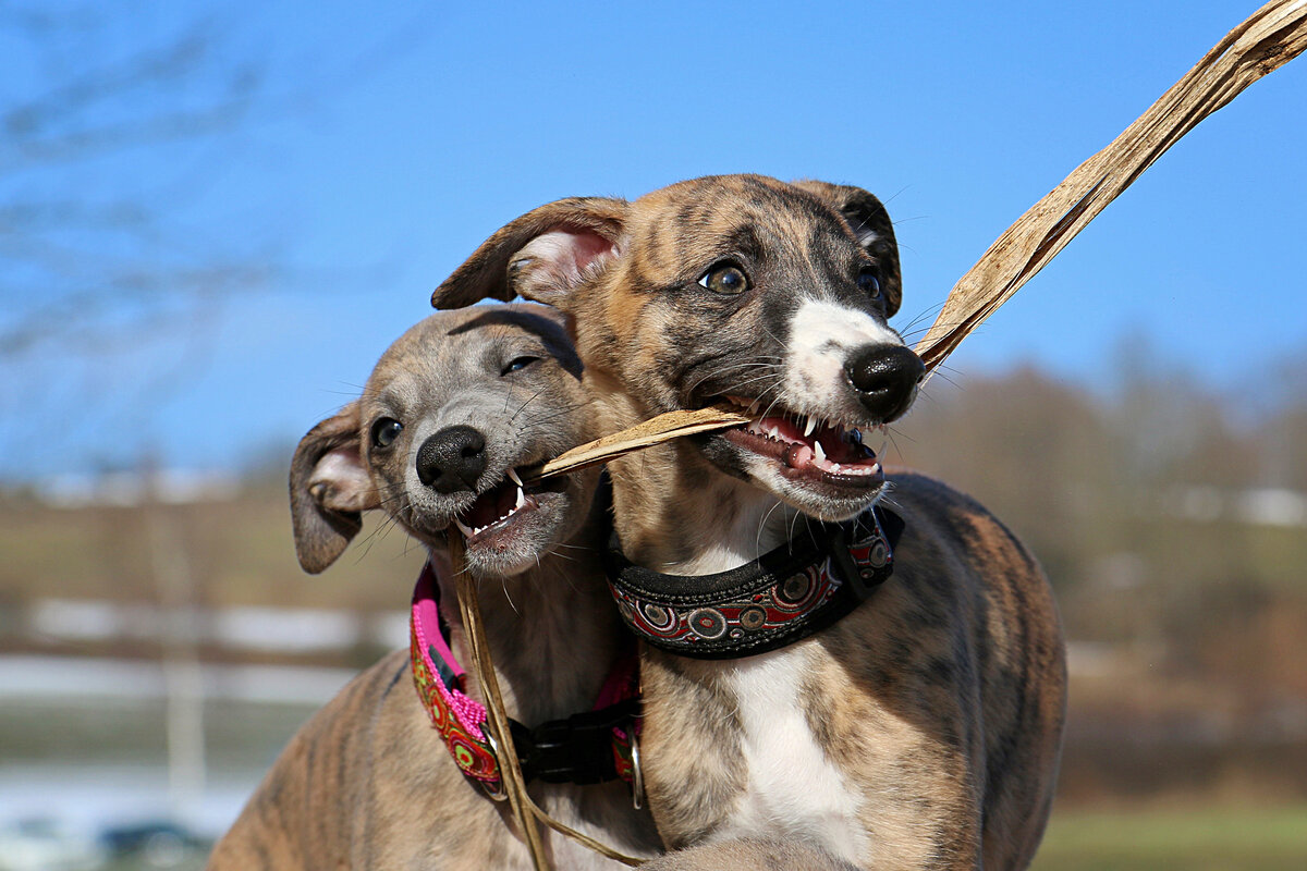 Эмоциональная подвижность! На «физиономии» можно прочитать массу чувств: от ревности до непонимания. Понять желания уиппета просто. В общении проблем не будет.