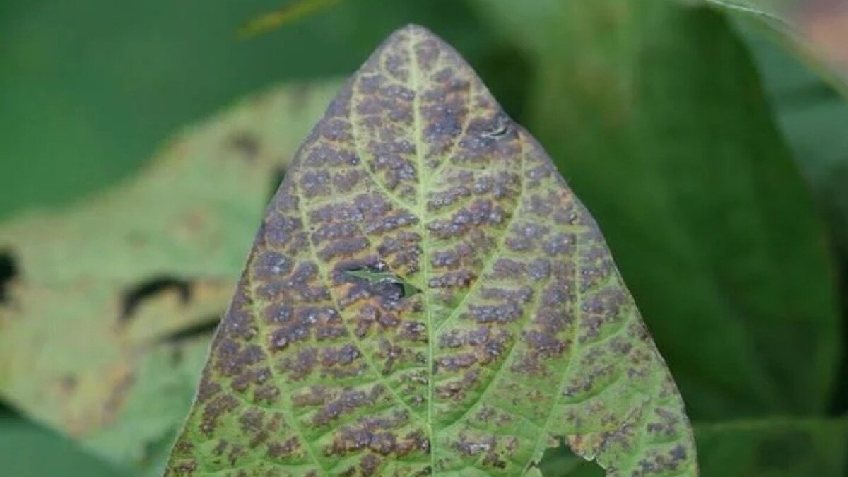 Фото:alchetron.com Пурпурный церкоспороз сои