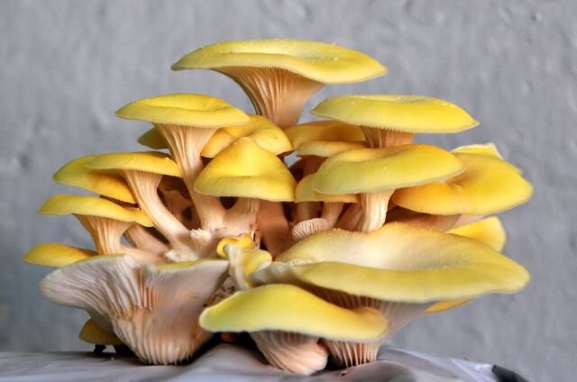 Ильмаки, ильмак - Грибы Дальнего Востока: рецепты с грибами, фото грибов, грибной календарь