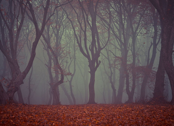 Лес Хойя-Бачу, Румыния