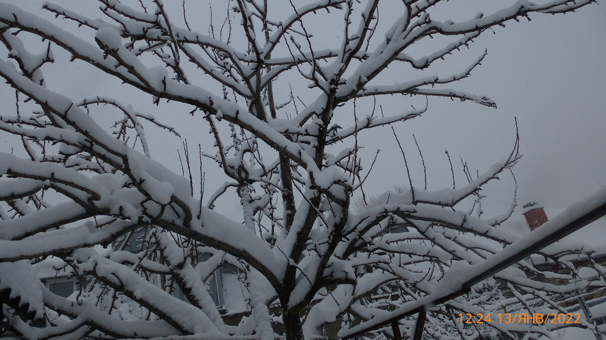 В тишине снег с деревьев не облетает.