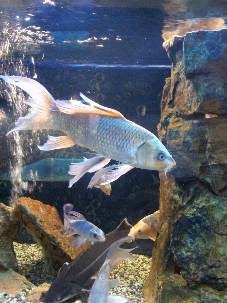 Рыбка-путешественница. Фото авторское